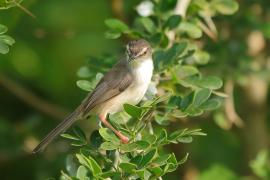 Prinia płowa - Prinia inornata - Plain Prinia
