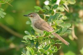 Prinia płowa - Prinia inornata - Plain Prinia