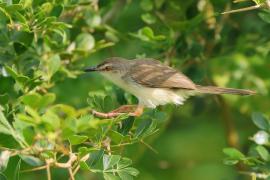 Prinia płowa - Prinia inornata - Plain Prinia