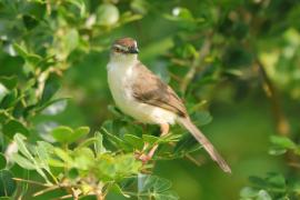 Prinia płowa - Prinia inornata - Plain Prinia