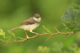 Prinia śniada - Prinia hodgsonii - Grey-breasted Prinia