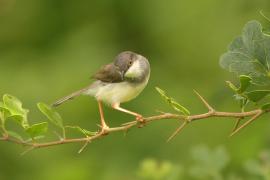 Prinia śniada - Prinia hodgsonii - Grey-breasted Prinia