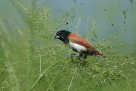 Mniszka kapturowa - Lonchura malacca - Tricoloured Munia