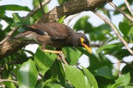Majna brunatna - Acridotheres tristis - Common Myna