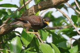 Majna brunatna - Acridotheres tristis - Common Myna