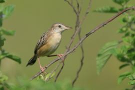 Chwastówka zwyczajna - Cisticola juncidis - Zitting Cisticola