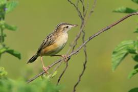 Chwastówka zwyczajna - Cisticola juncidis - Zitting Cisticola