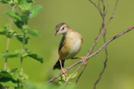 Chwastówka zwyczajna - Cisticola juncidis - Zitting Cisticola