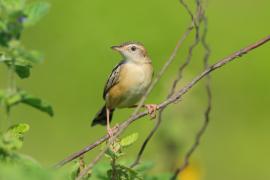 Chwastówka zwyczajna - Cisticola juncidis - Zitting Cisticola