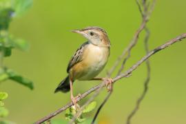 Chwastówka zwyczajna - Cisticola juncidis - Zitting Cisticola