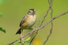 Chwastówka zwyczajna - Cisticola juncidis - Zitting Cisticola