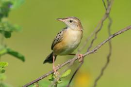 Chwastówka zwyczajna - Cisticola juncidis - Zitting Cisticola