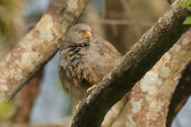 Dżunglotymal żółtodzioby - Argya affinis - Yellow-billed Babbler