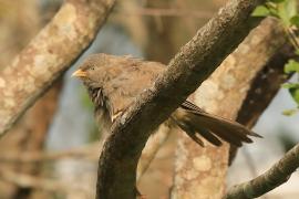 Dżunglotymal żółtodzioby - Argya affinis - Yellow-billed Babbler