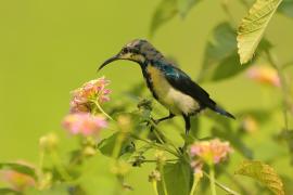 Nektarnik stalowy - Cinnyris asiaticus - Purple Sunbird