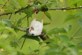 Rdzawolotek białolicy - Yellow-eyed Babbler