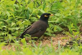 Majna brunatna - Acridotheres tristis - Common Myna
