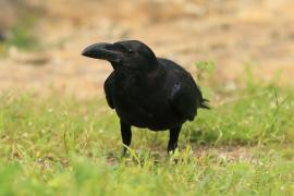 Wrona wielkodzioba - Corvus macrorhynchos - Large-billed Crow