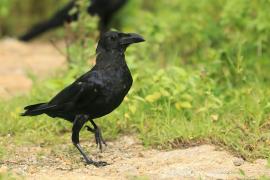 Wrona wielkodzioba - Corvus macrorhynchos - Large-billed Crow