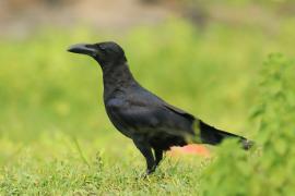 Wrona wielkodzioba - Corvus macrorhynchos - Large-billed Crow