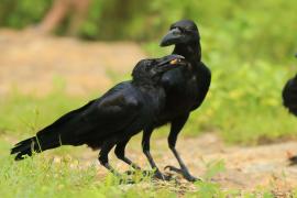 Wrona wielkodzioba - Corvus macrorhynchos - Large-billed Crow
