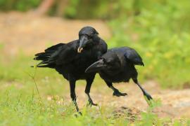 Wrona wielkodzioba - Corvus macrorhynchos - Large-billed Crow