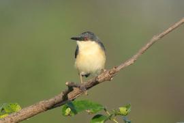 Prinia indyjska - Prinia socialis - Ashy Prinia