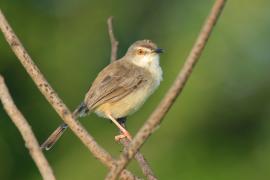 Prinia płowa - Prinia inornata - Plain Prinia