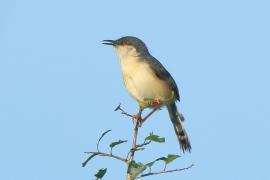 Prinia indyjska - Prinia socialis - Ashy Prinia