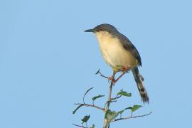 Prinia indyjska - Prinia socialis - Ashy Prinia