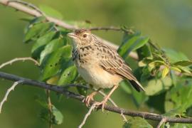 Skowroniec indyjski - Mirafra affinis - Jerdon's Lark