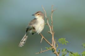 Prinia płowa - Prinia inornata - Plain Prinia