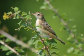 Chwastówka zwyczajna - Cisticola juncidis - Zitting Cisticola