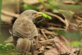 Dżunglotymal żółtodzioby - Argya affinis - Yellow-billed Babbler