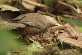 Dżunglotymal żółtodzioby - Argya affinis - Yellow-billed Babbler
