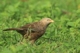 Dżunglotymal żółtodzioby - Argya affinis - Yellow-billed Babbler