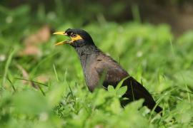 Majna brunatna - Acridotheres tristis - Common Myna