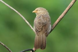 Dżunglotymal żółtodzioby - Argya affinis - Yellow-billed Babbler