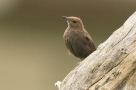 Opocznik - Saxicoloides fulicatus - Indian Robin