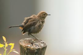 Opocznik - Saxicoloides fulicatus - Indian Robin