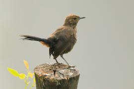 Opocznik - Saxicoloides fulicatus - Indian Robin