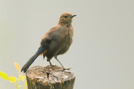 Opocznik - Saxicoloides fulicatus - Indian Robin