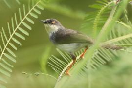 Prinia śniada - Prinia hodgsonii - Grey-breasted Prinia