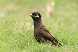 Majna brunatna - Acridotheres tristis - Common Myna