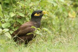 Majna brunatna - Acridotheres tristis - Common Myna