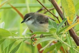 Prinia indyjska - Prinia socialis - Ashy Prinia