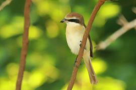 Dzierzba brązowa - Lanius cristatus - Brown Shrike