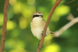 Dzierzba brązowa - Lanius cristatus - Brown Shrike