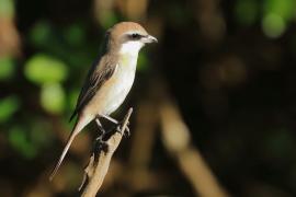 Dzierzba brązowa - Lanius cristatus - Brown Shrike