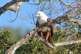 Kania braminska - Haliastur indus - Brahminy Kite